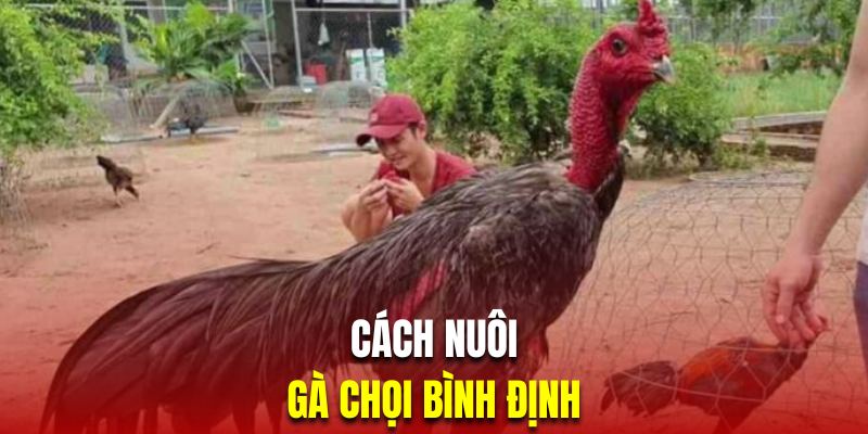 Hướng dẫn nuôi kê chọi chuẩn Bình Định