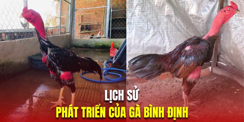 Tìm hiểu chiến kê chọi đến từ đất võ “Bình Định”